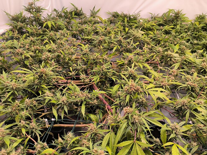 Growreport Bild 7