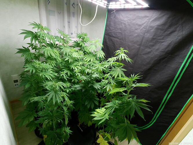 Growreport Bild 43