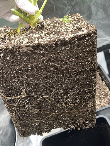 Growreport Bild 18