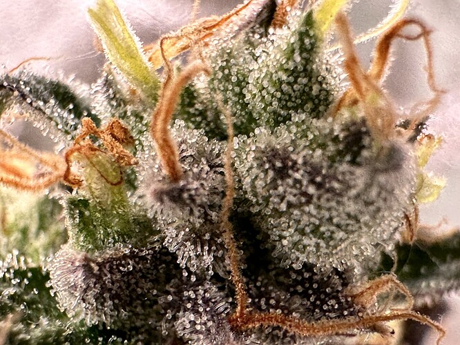 Growreport Bild 7