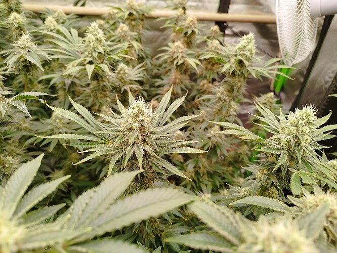 Growreport Bild 7