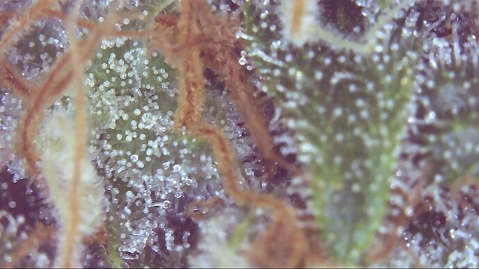 Growreport Bild 20