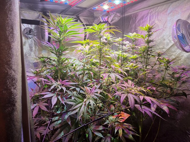 Growreport Bild 4