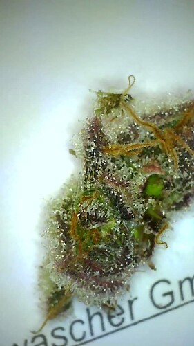 Growreport Bild 21