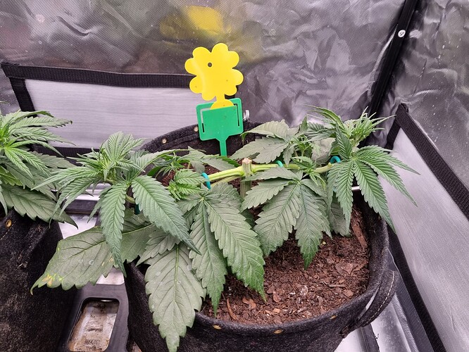 Growreport Bild 8