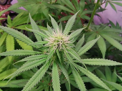 Growreport Bild 12