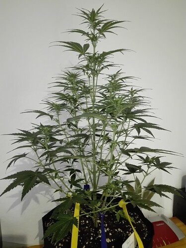 Growreport Bild 5