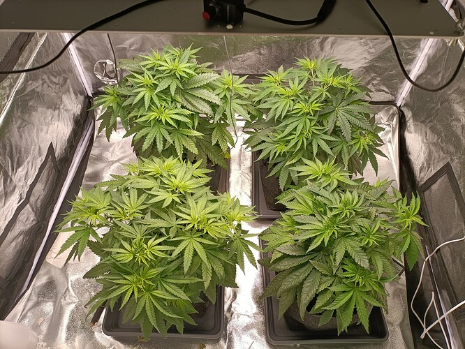 Growreport Bild 5