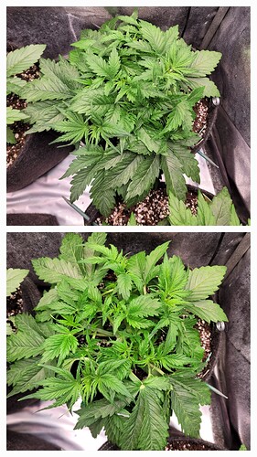 Growreport Bild 2
