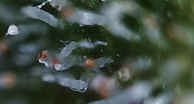 Growreport Bild 5