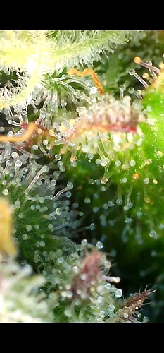 Growreport Bild 15