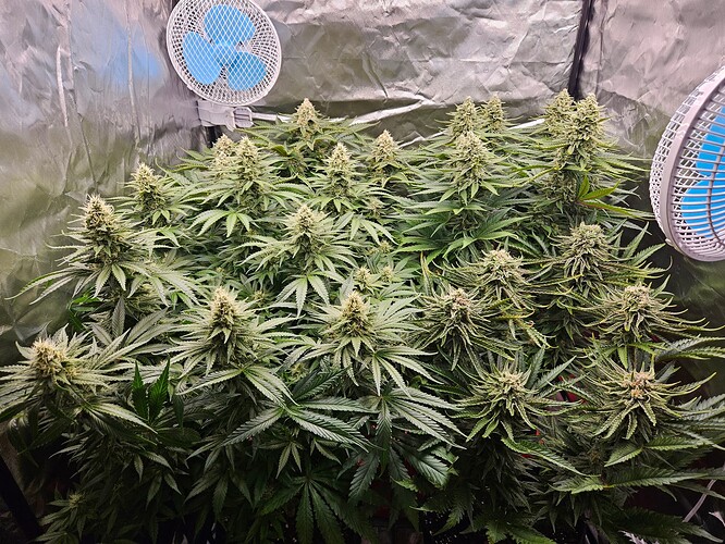 Growreport Bild 45