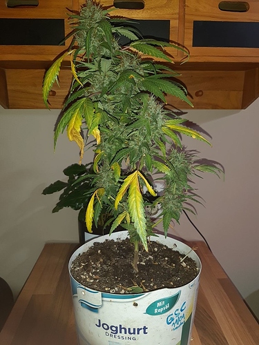 Growreport Bild 4