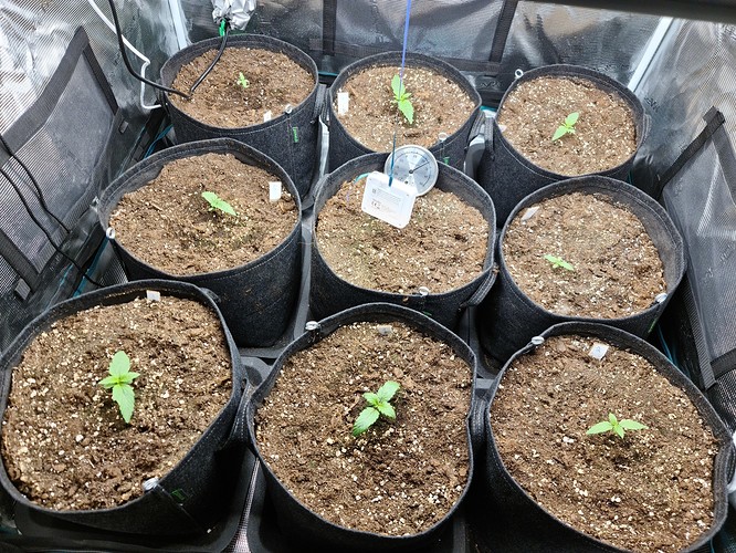 Growreport Bild 2