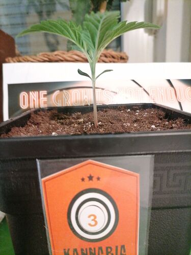 Growreport Bild 53