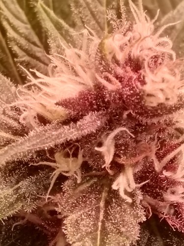 Growreport Bild 73