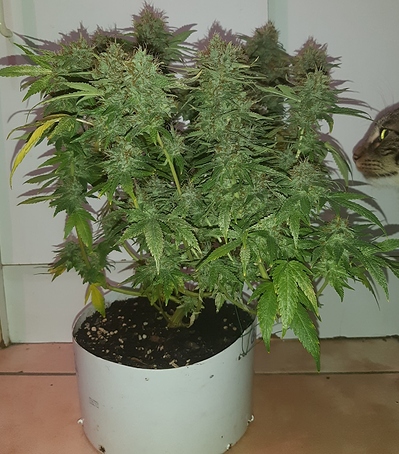 Growreport Bild 1