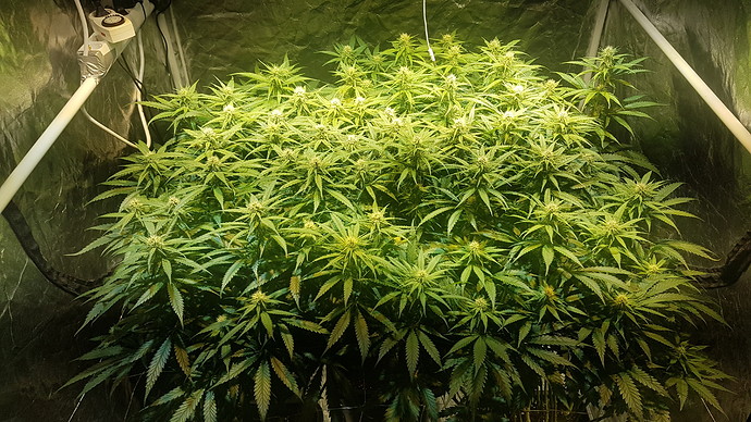 Growreport Bild 3