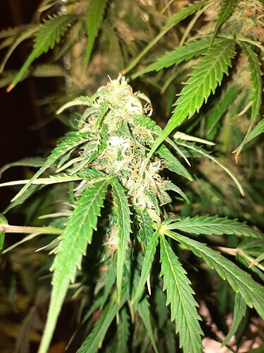 Growreport Bild 13