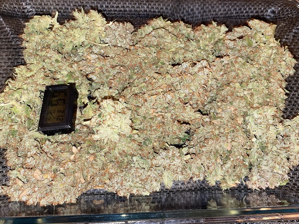 1st Grow: 2x Sanlight Q6W /1,44m²/ Noobs & Haze!(Silver Nevil, Oldschool Hazy Jones, Original Diesel Haze, Strawberry Sour Diesel, Moonshine's Ghost Train)