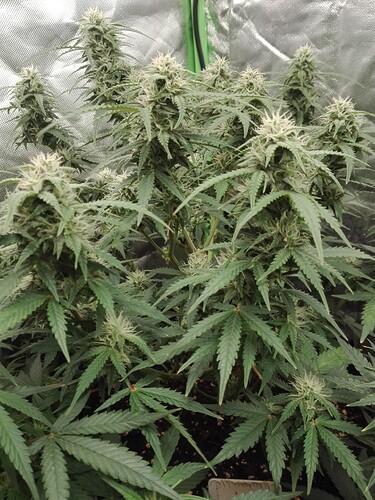 Growreport Bild 2
