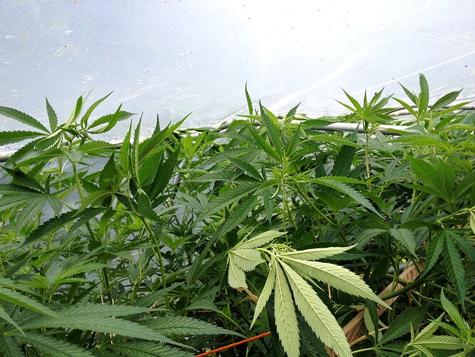 Growreport Bild 15