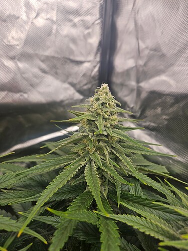 Growreport Bild 3