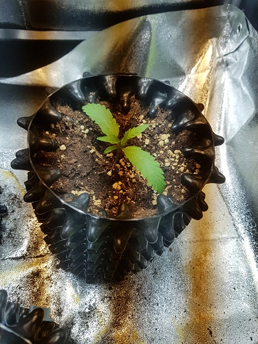 Growreport Bild 26