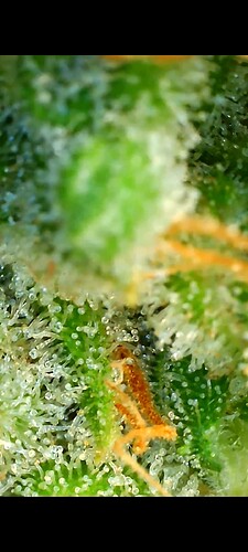 Growreport Bild 27