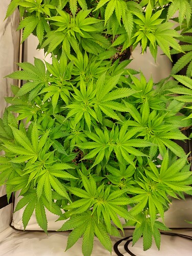 Growreport Bild 4
