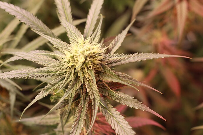 Growreport Bild 8