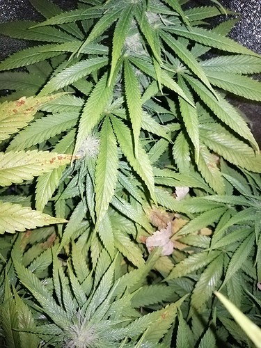 Growreport Bild 6