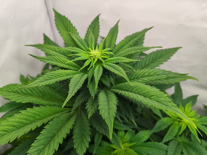 Growreport Bild 5