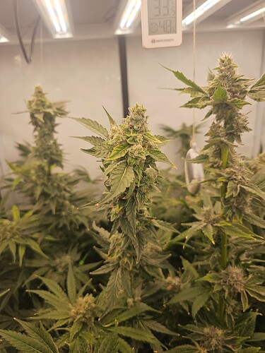 Growreport Bild 13