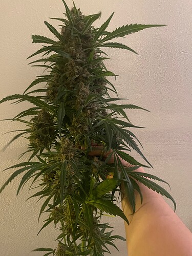 Growreport Bild 18