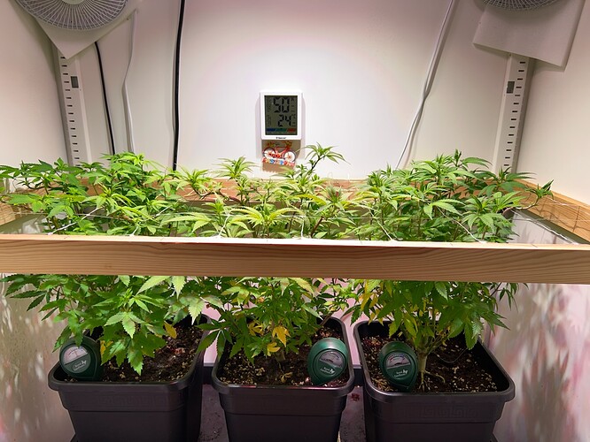 Growreport Bild 1