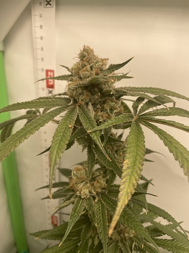 Growreport Bild 3
