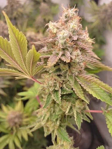 Growreport Bild 4
