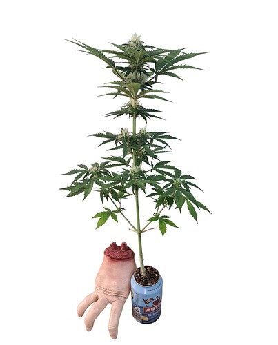 Growreport Bild 1