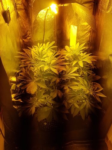 Growreport Bild 1