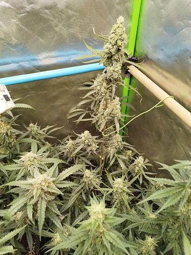 Growreport Bild 5