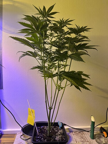 Growreport Bild 5