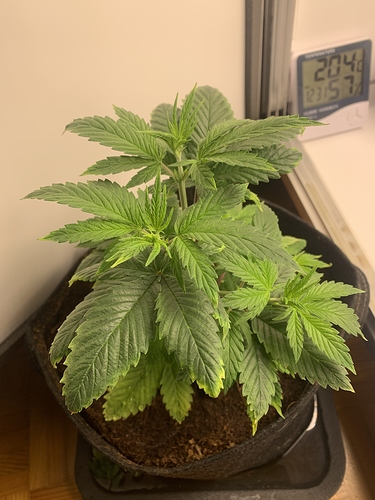 Growreport Bild 1