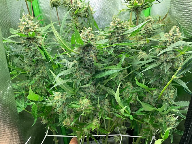 Growreport Bild 8