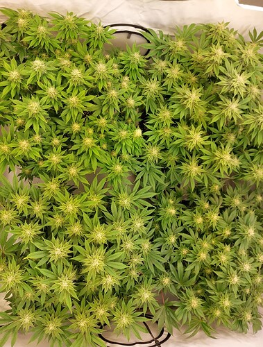 Growreport Bild 1