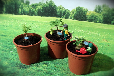 Growreport Bild 17