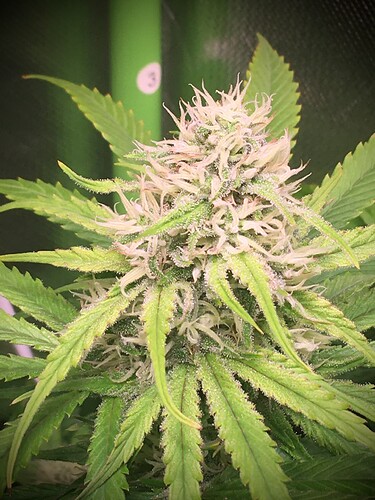 Growreport Bild 4