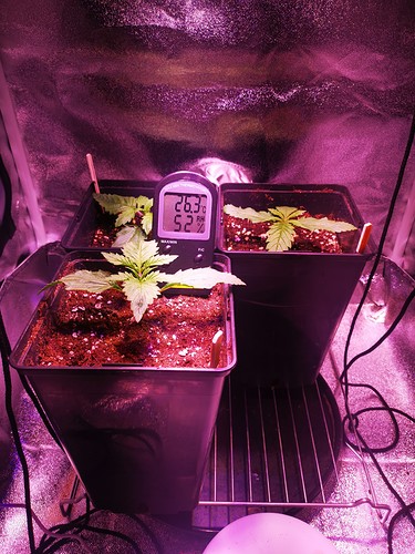 Growreport Bild 1