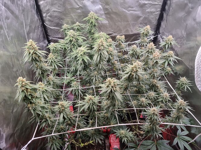 Growreport Bild 5
