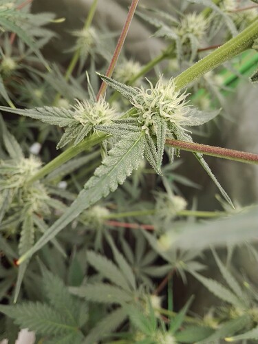Growreport Bild 17